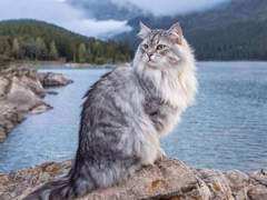 “ Dissociative disorder. ”