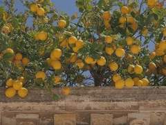 春の搖籃 (봄의 요람) 1