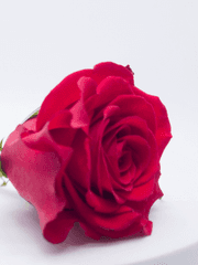 오늘도 맑음 뒤, 맑음