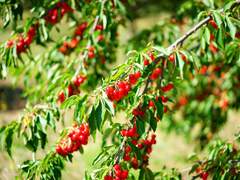 레몬 아카데미 / 마오 / XX / 에이스번