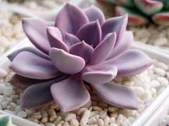 꺼진 작은 불씨