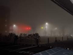 새벽의 파주에서 본 백구는 개가 아니라