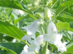 깨꽃 향/클라라장