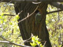 나무 앞에서 쉬는 딱따구리