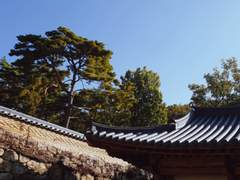 [태대] 계수나무의 뿌리 [上]