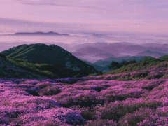 칼리아 / XX / 아르모니아 (성장 1)