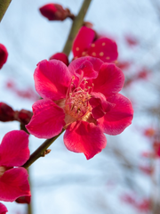 화산에 피어난 어린 매화