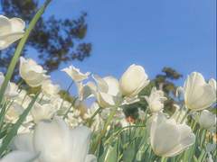 수선화는 시들었을 때 더욱이나 예뻤어요. 마치 자신이 시들 순간만을 기다렸던 것처럼요.