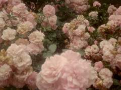 이 마음은 사랑일까, 집착일까?