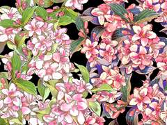 붉은병꽃, 돈나무꽃 브러시 무료배포중