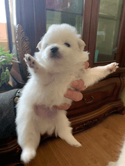 백귀야행 2차 모음