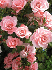 다시 한 번, 사랑해볼게