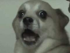 헤비 머신건 (센티넬 버스) 02