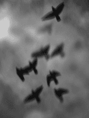 비상 - 죽음의 예습