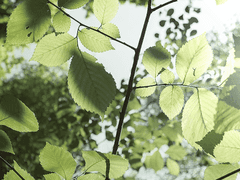 레이첼 로렌스 23 XX 엘프