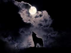 유키코 미하루_2_흰늑대(검은늑대 섞임)