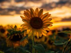 해바라기를 선물할까요?