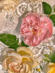 내가 로판 속에 빙의하다니