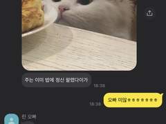 이나리자키에서 키우는 고양이입니다