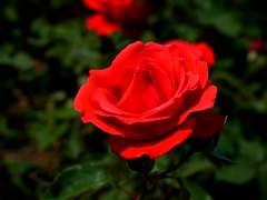 우리들의 낙원.