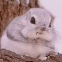 과식한 다람쥐🏀