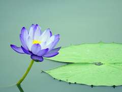 六 . 本體淸淨(본체청정)(1)