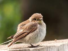 새 모이만큼 먹는 허윤진 上