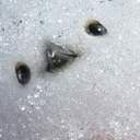 마법의 소라고둥 아니고 그냥 소라🐚