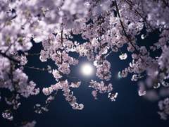 두 번째 조각 : 失念