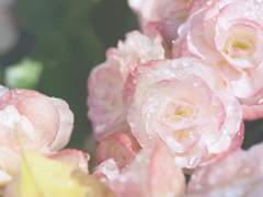 [유료] Self Love 레이키 세션