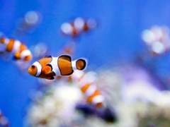 Ornamental Fish Market Size, Trends, Key Players, Latest Insights and Forecast 2023-2028