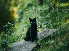 [정령라이프] D가 하고싶은 이야기