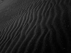 주인 잃은 강아지는