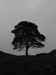 상수리 나무 아래