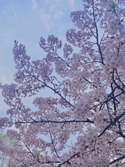 벚꽃의 꽃말은 중간고사