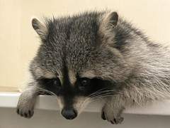 라쿤이 우체통에 편지를