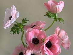 우리 동네 꽃집에는 사랑을 팔아요_03