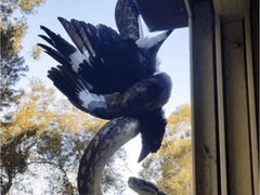 [명태우/우태명] 섹피AU 썰 (7)