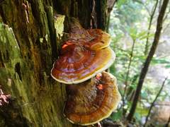 Reishi Mushroom Market Share, Size, Leading Companies, Industry Analysis and Forecast 2023-2028