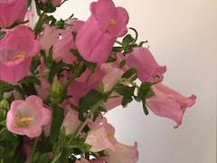 우리 동네 꽃집에는 사랑을 팔아요_04