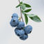 블루베리🫐