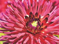 Madeleine R. Hubris 17 xx