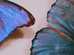 날개있는 자들을 위하여