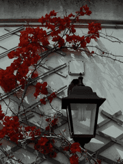 𝐒𝐜𝐡𝐧𝐞𝐢𝐝𝐞𝐫