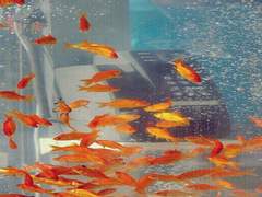 어항 속 물고기는 바다를 모른다