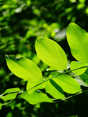 초여름의 시작에서