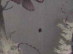 우아한 밤과 고양이들