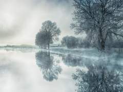 사일러스 20 인간 XY