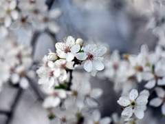 메이드는 가끔 꿈을 꾼다.