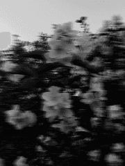 난 꽃이 너무 싫어